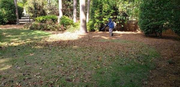 Blowing leafs out of pine straw in AIken, SC